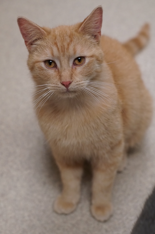 Ben, an adopted Domestic Short Hair Mix in Naperville, IL_image-4