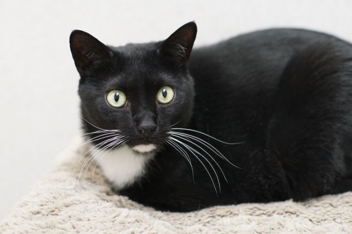 Ivan, an adoptable Domestic Short Hair in Naperville, IL_image-2