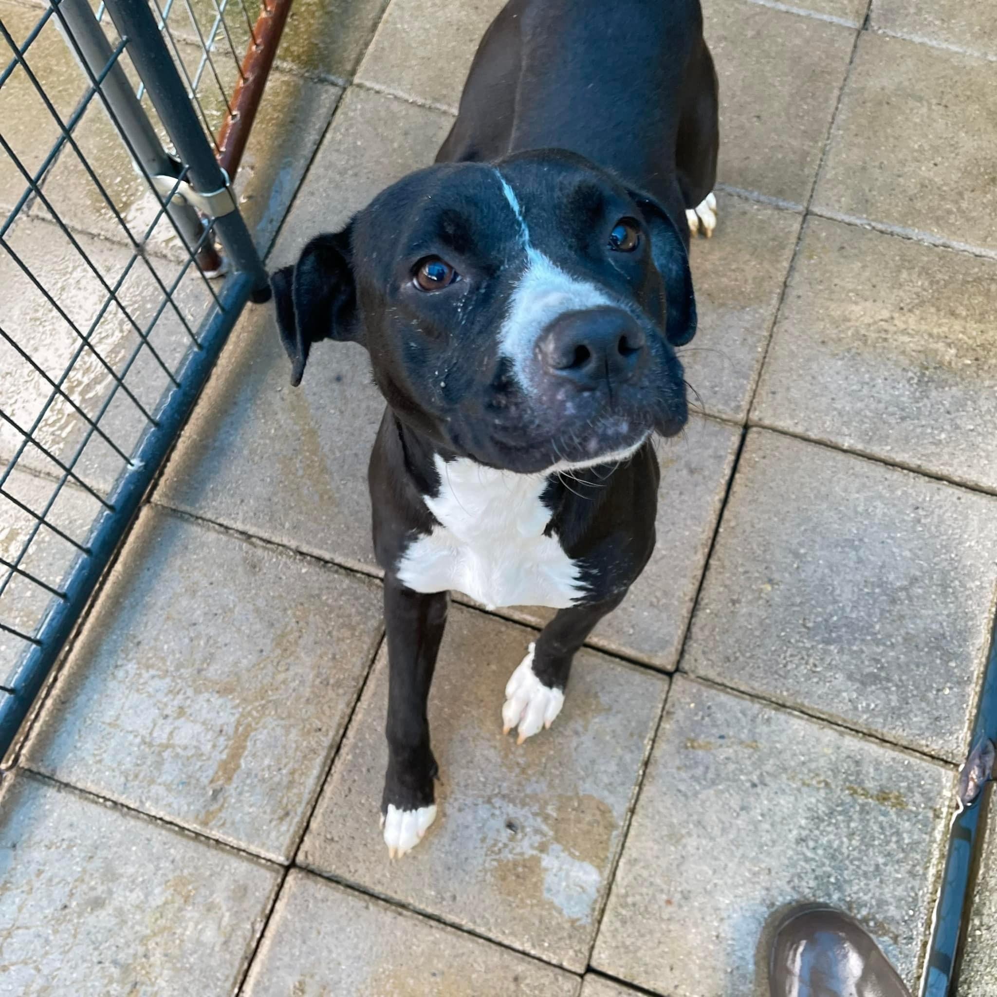 Ripley, an adoptable American Staffordshire Terrier in Elizabeth, WV, 26143 | Photo Image 2