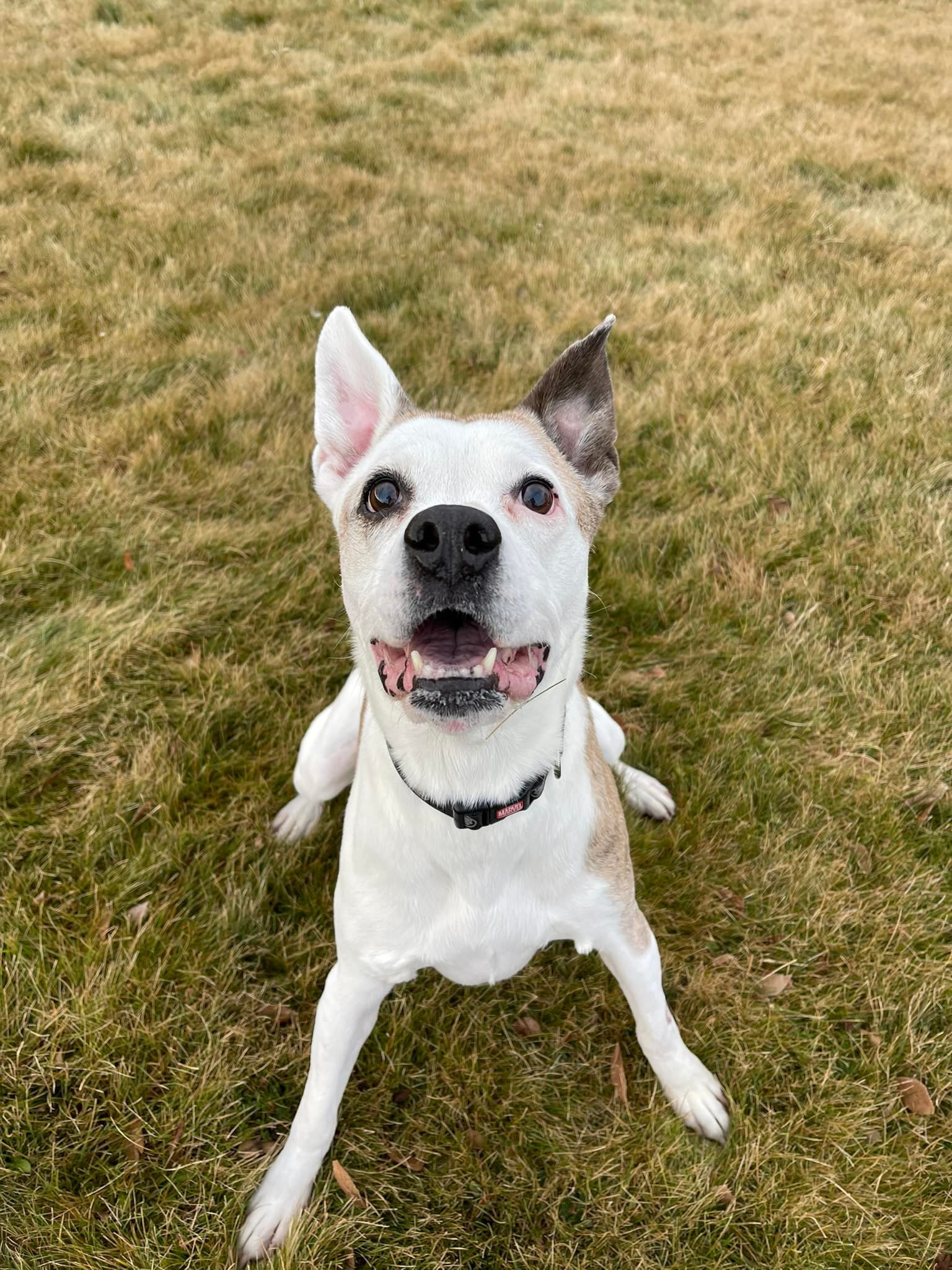 Lilly, an adoptable Boxer, Jack Russell Terrier in Prineville, OR, 97754 | Photo Image 1