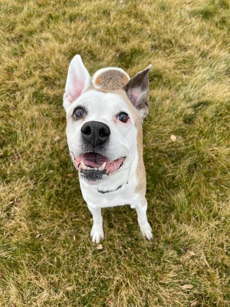 Lilly, an adoptable Boxer, Jack Russell Terrier in Prineville, OR, 97754 | Photo Image 2