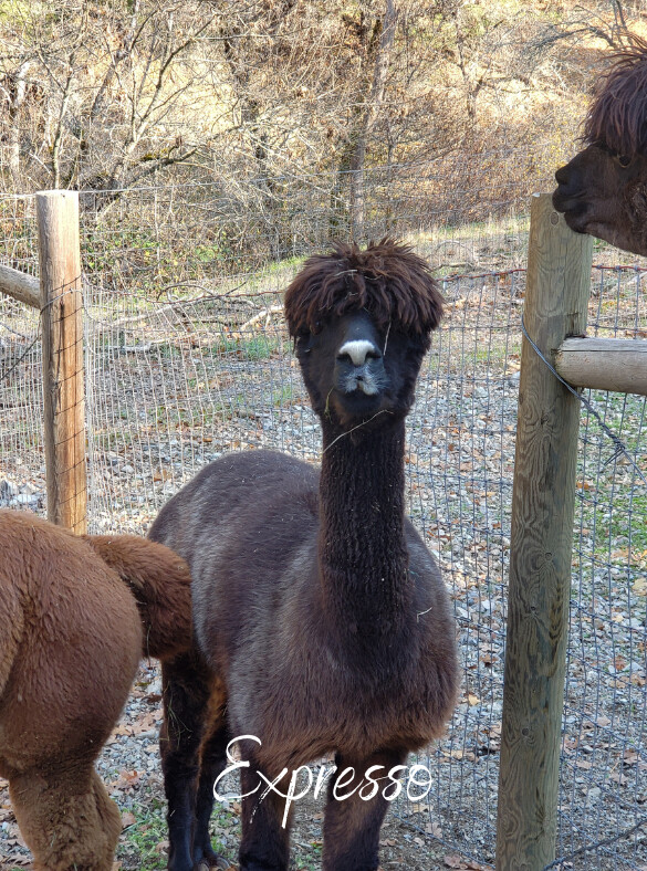 Expresso, Rezado and Sceptre, an adopted Alpaca in Jacksonville, OR_image-5