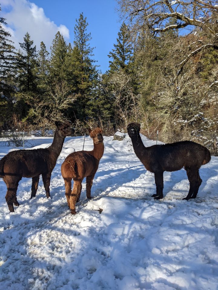 Expresso, Rezado and Sceptre, an adopted Alpaca in Jacksonville, OR_image-1