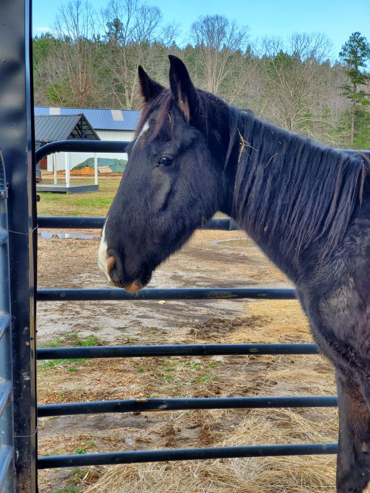 Chiron, an adoptable Tennessee Walker in Hohenwald , TN_image-1