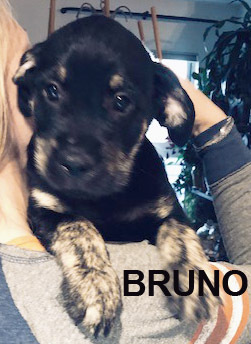 Bruno, an adoptable Plott Hound & Standard Schnauzer Mix in Hoffman Estates, IL_image-4