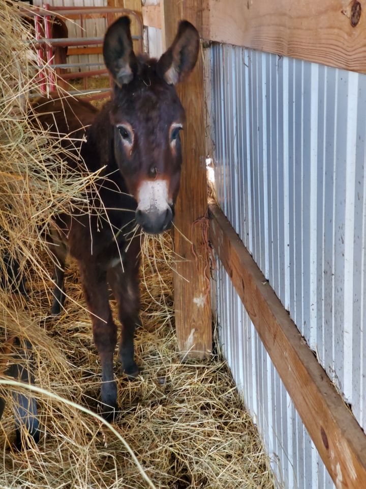 Sirius, an adopted Donkey in Hohenwald , TN_image-2