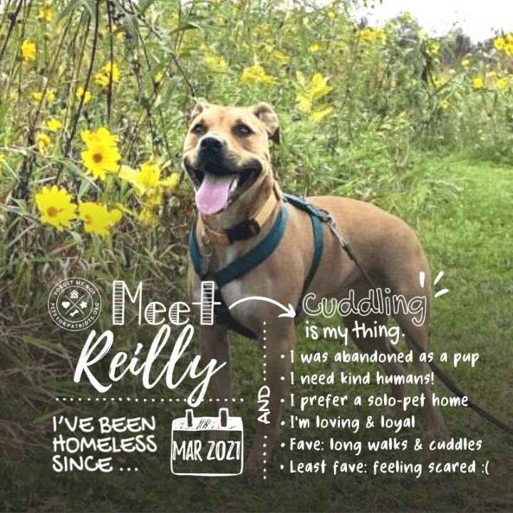 Reilly , an adopted American Staffordshire Terrier & Shepherd Mix in Sparta, WI_image-3