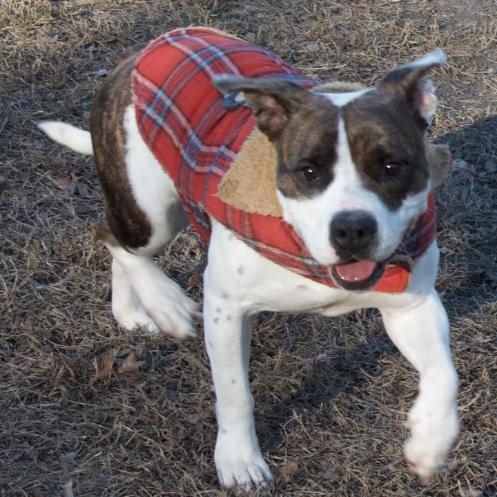 Jolene, an adopted Pit Bull Terrier in Gloucester, VA_image-2
