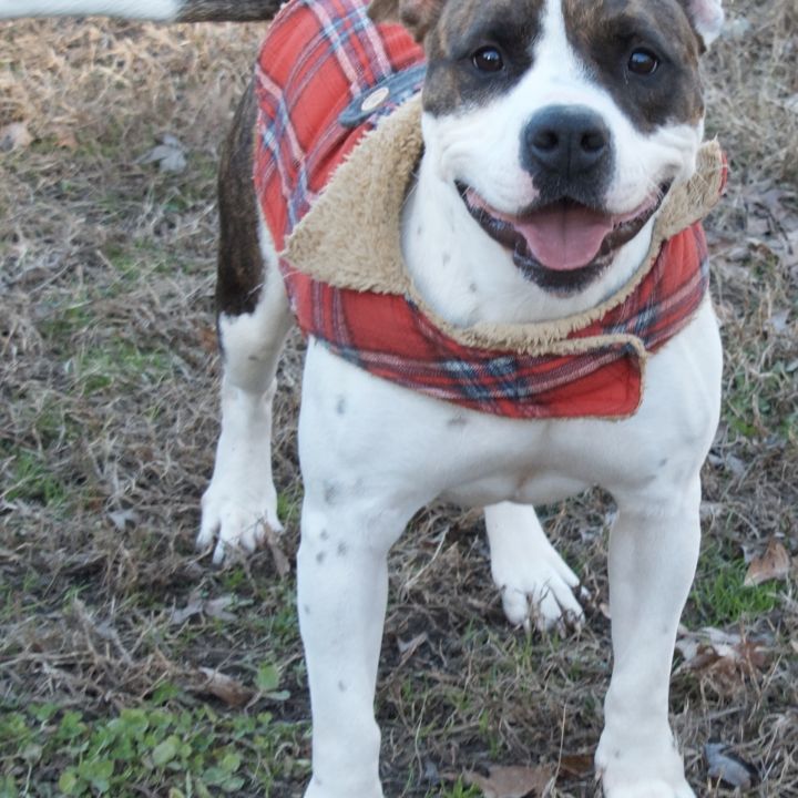Jolene, an adopted Pit Bull Terrier in Gloucester, VA_image-3