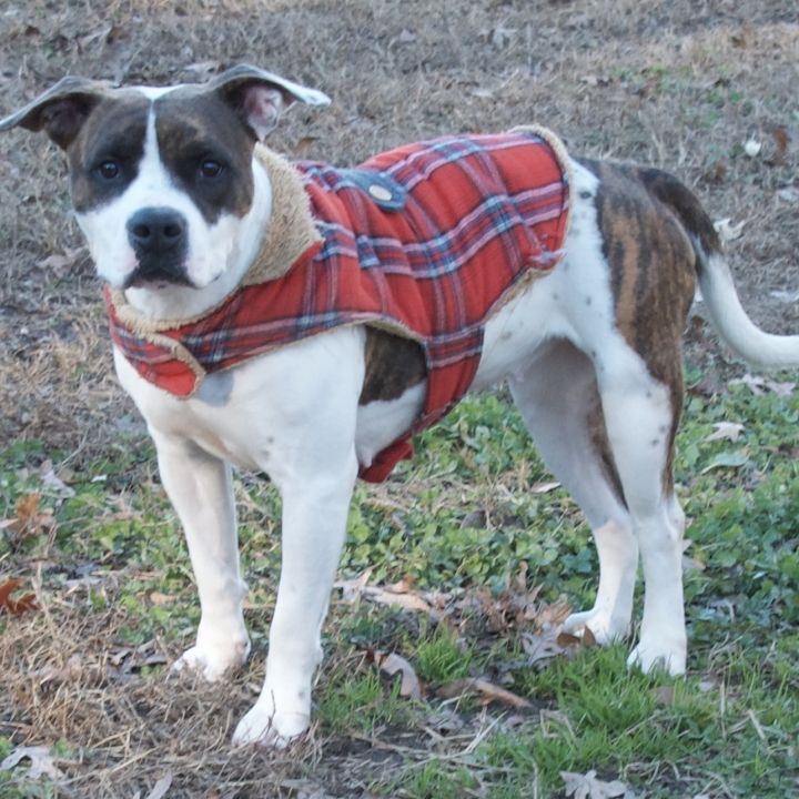 Jolene, an adopted Pit Bull Terrier in Gloucester, VA_image-5