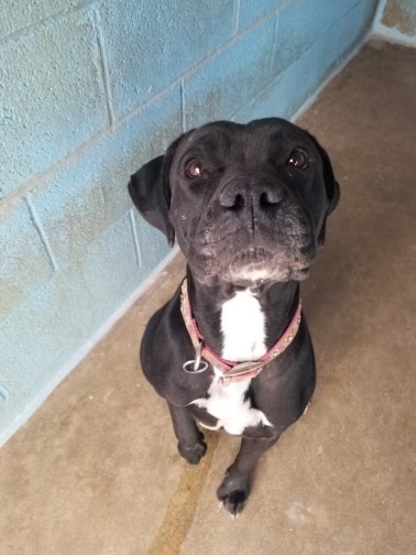 Sam and Luna, an adoptable Pit Bull Terrier in Corrales, NM, 87048 | Photo Image 1
