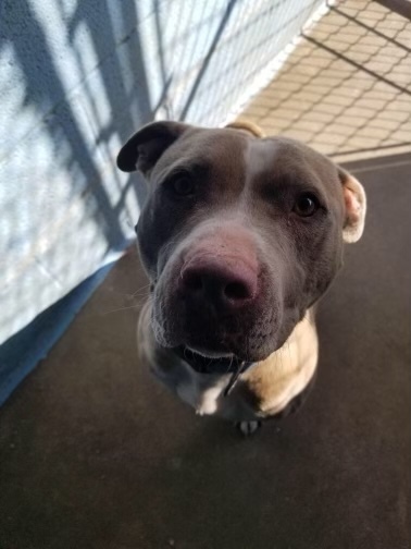 Sam and Luna, an adoptable Pit Bull Terrier in Corrales, NM, 87048 | Photo Image 2