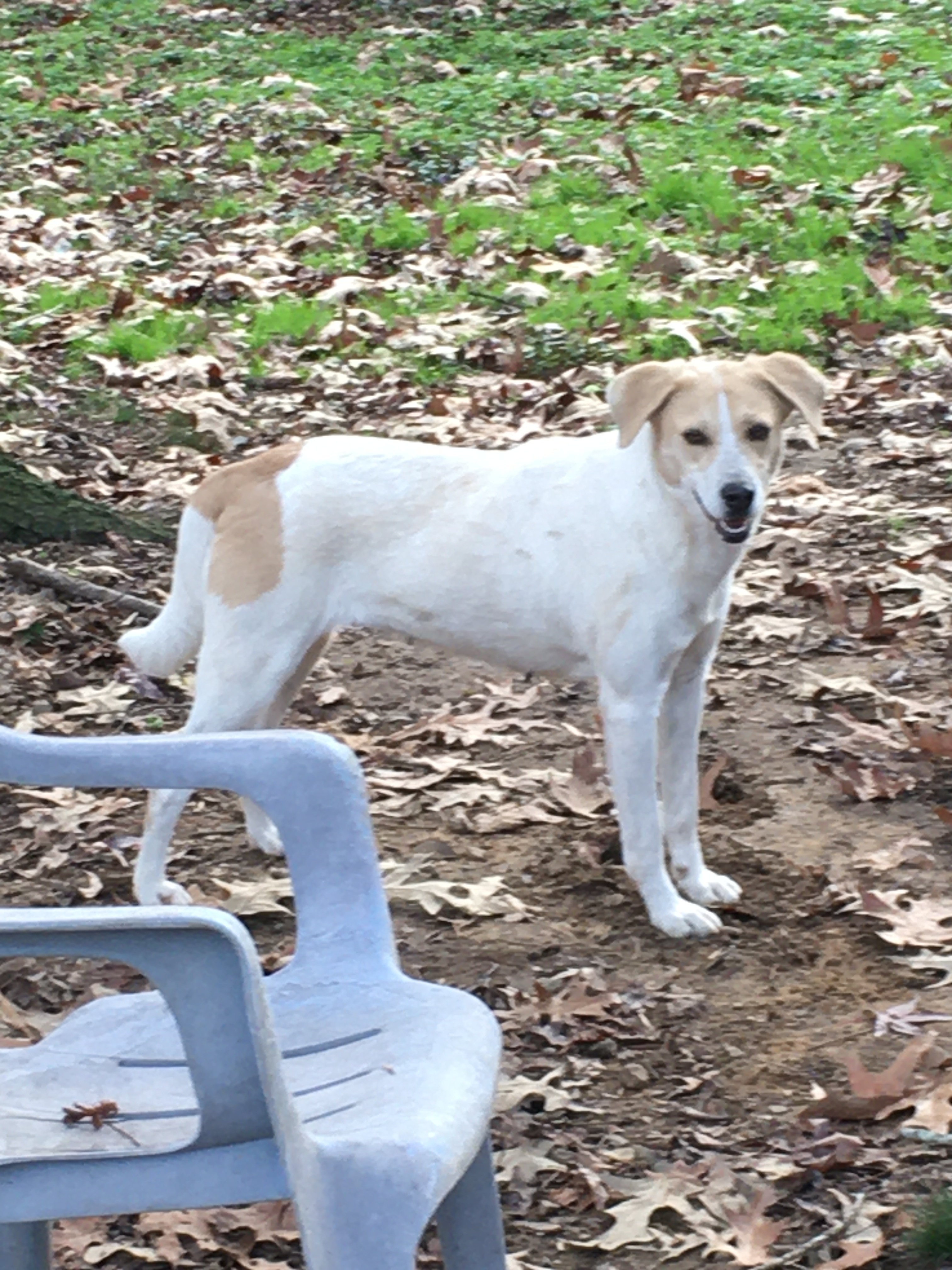 Delilah, an adoptable Labrador Retriever in Heber Springs, AR, 72543 | Photo Image 1