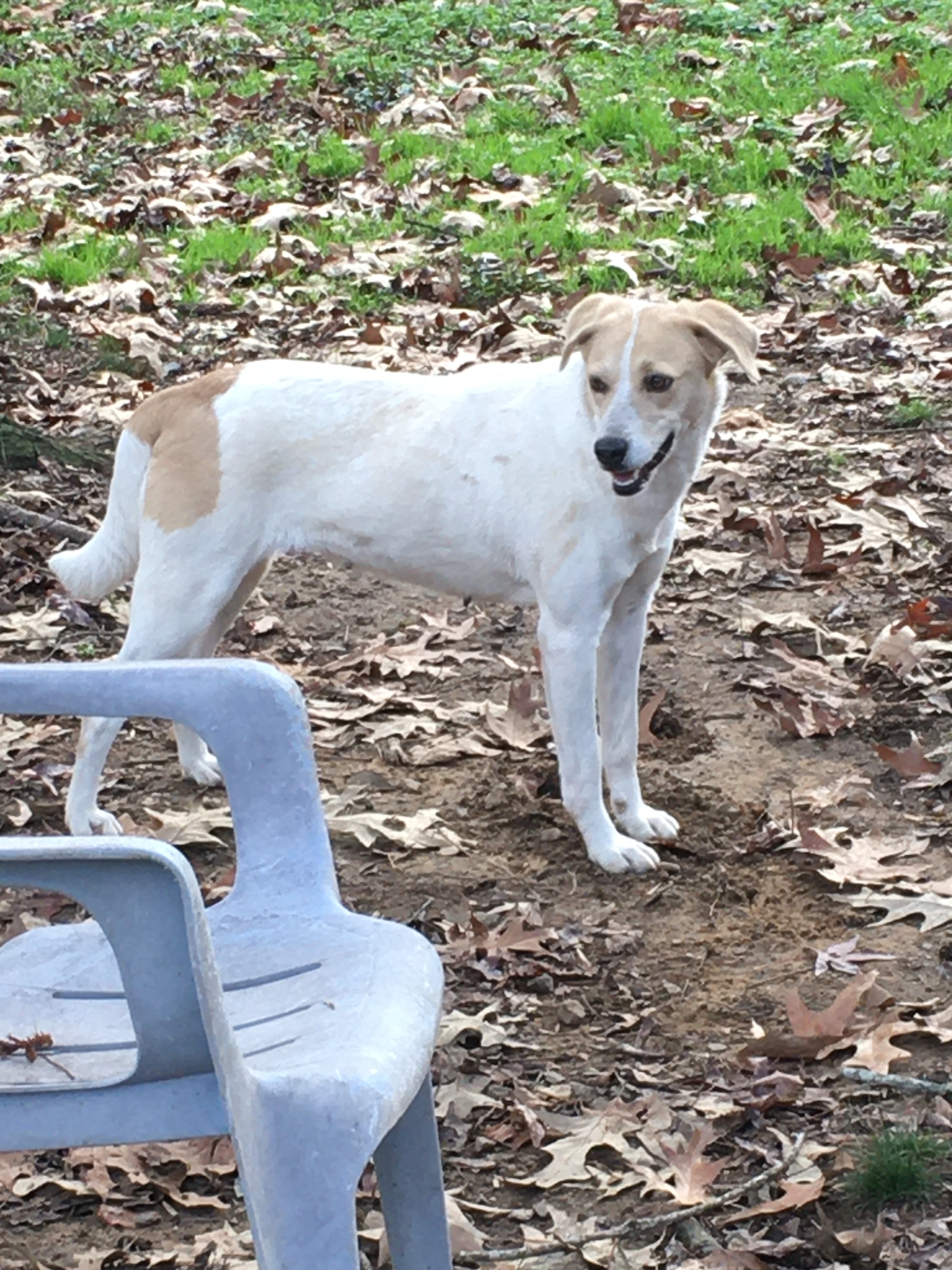 Delilah, an adoptable Labrador Retriever in Heber Springs, AR, 72543 | Photo Image 2