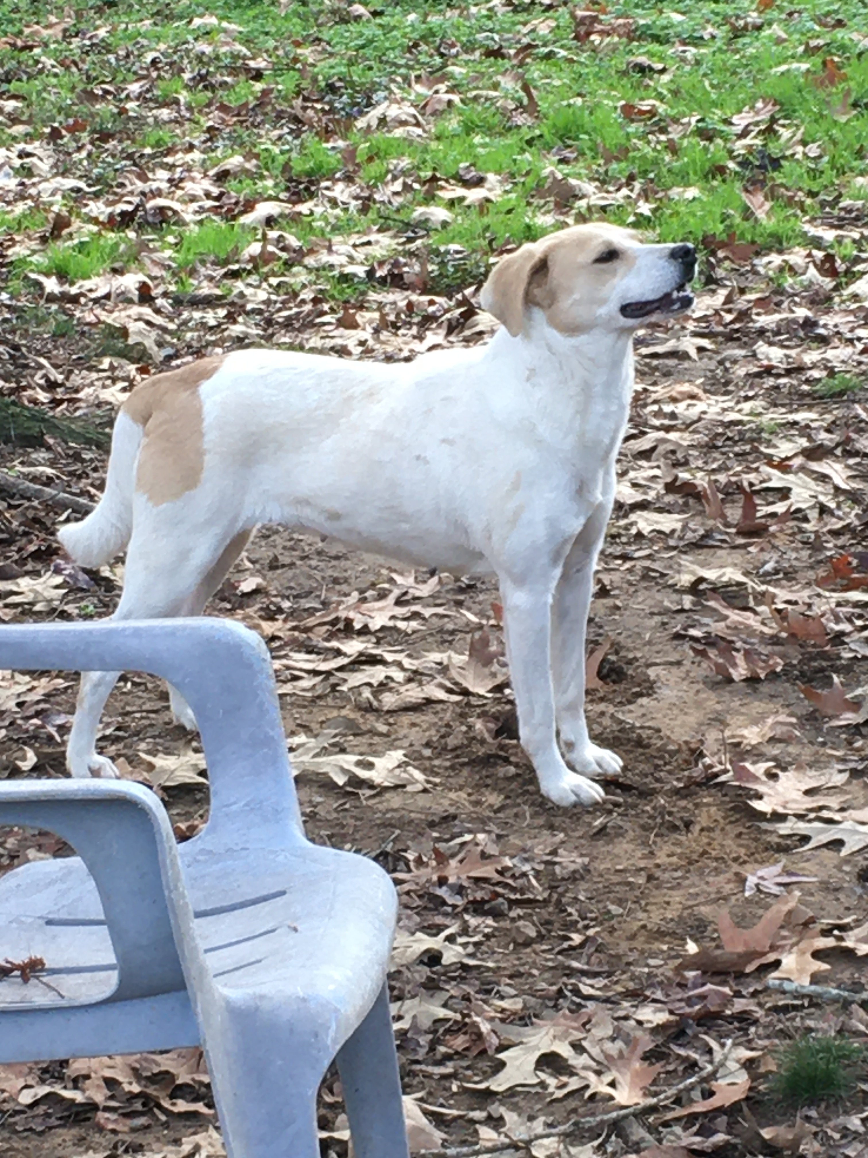 Delilah, an adoptable Labrador Retriever in Heber Springs, AR, 72543 | Photo Image 3