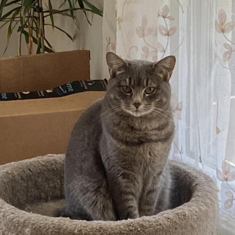 Bobette, an adoptable Domestic Short Hair in Wakefield, MA, 01880 | Photo Image 1