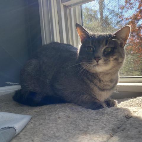 Bobette, an adoptable Domestic Short Hair in Wakefield, MA, 01880 | Photo Image 2