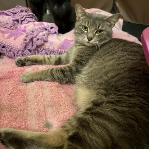 Bobette, an adoptable Domestic Short Hair in Wakefield, MA, 01880 | Photo Image 3