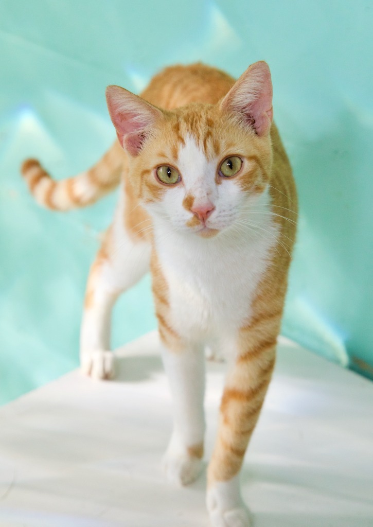 Lonnie, an adoptable Domestic Short Hair in Fort Lauderdale, FL, 33304 | Photo Image 1