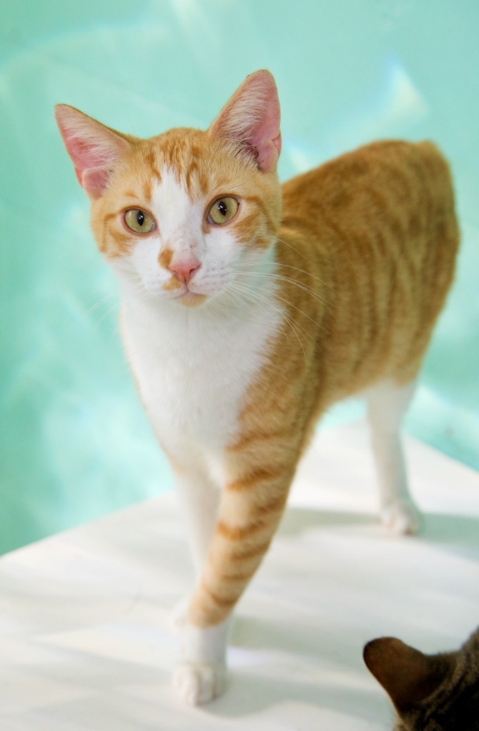 Lonnie, an adoptable Domestic Short Hair in Fort Lauderdale, FL, 33304 | Photo Image 2
