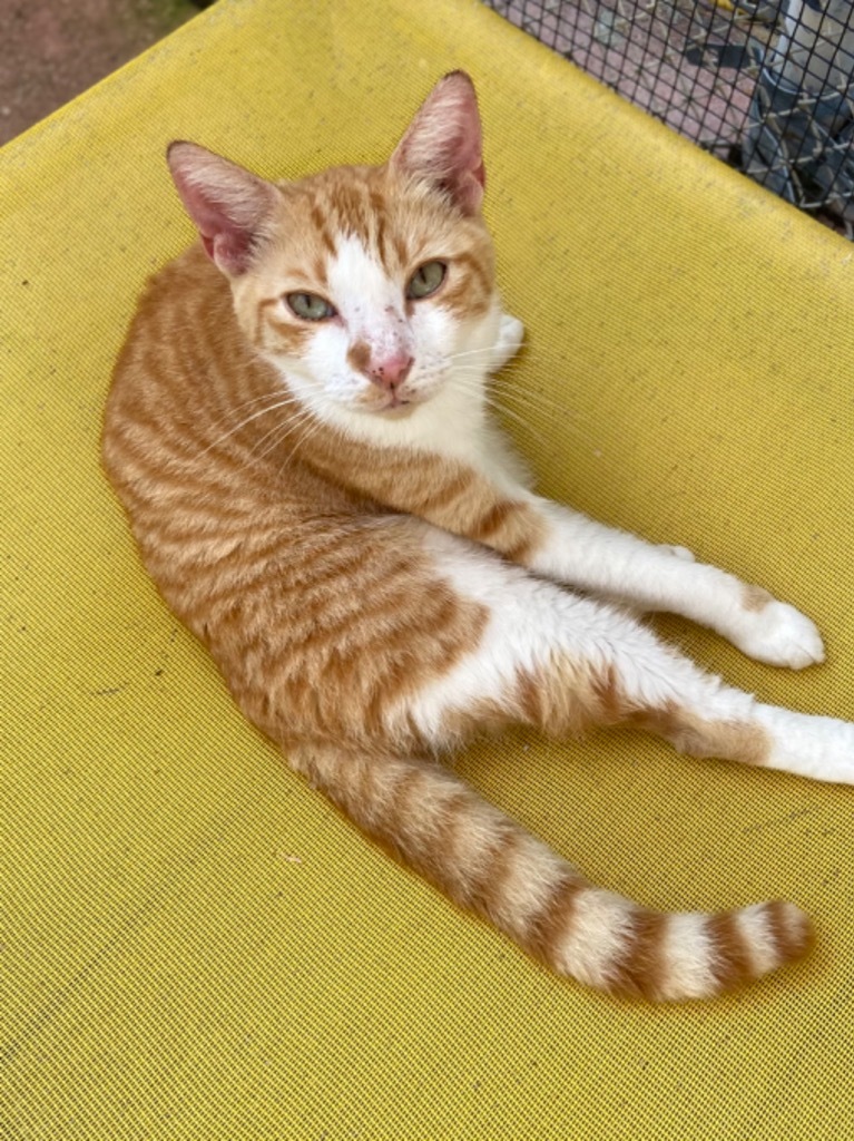 Lonnie, an adoptable Domestic Short Hair in Fort Lauderdale, FL, 33304 | Photo Image 3