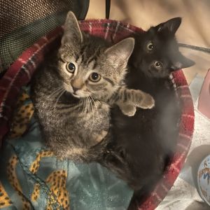 Ruth & Eugene (Bonded Pair)