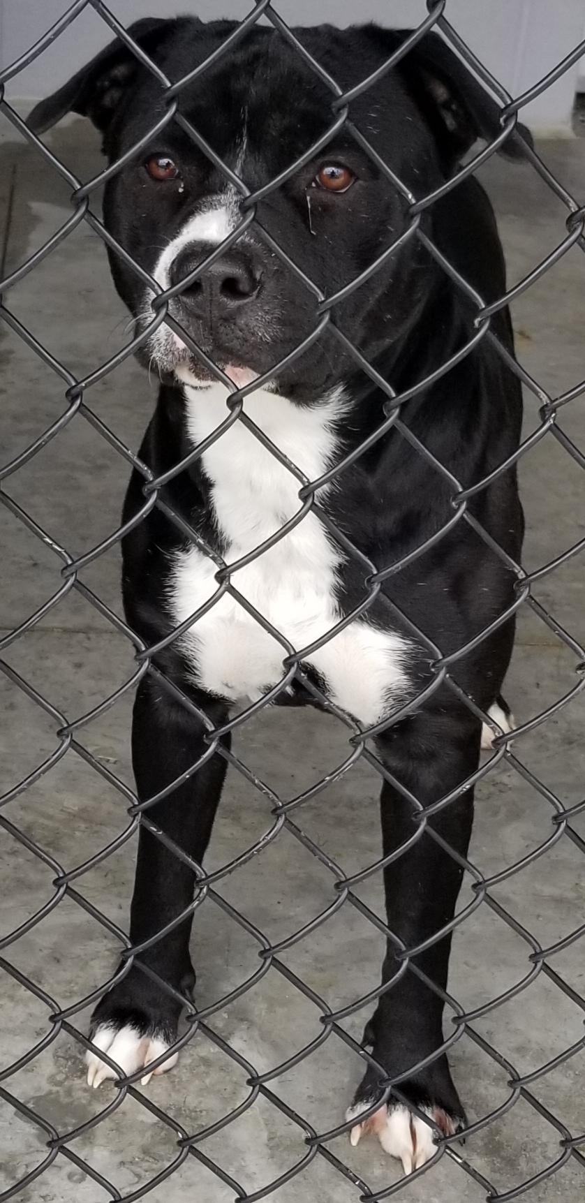 Dog for adoption - Gizmo, a Pit Bull Terrier &amp; Great Dane Mix in