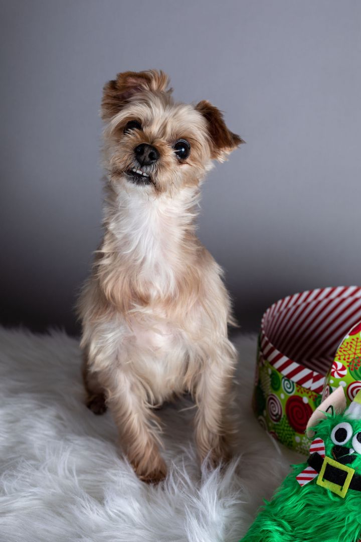 Yorkshire terrier best sale maltese mix