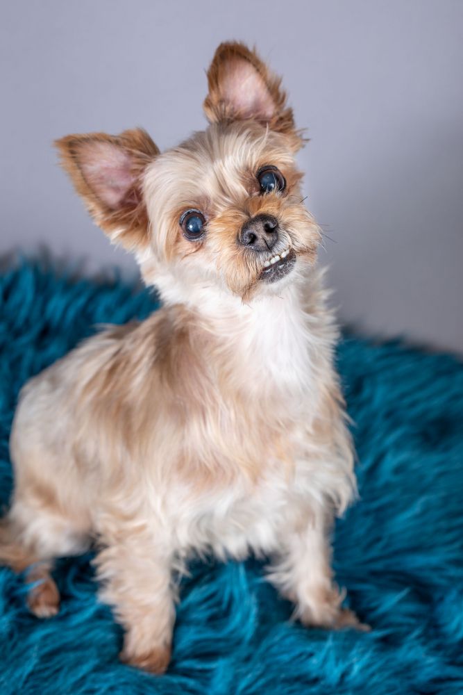 Dog, Yorkie on Lavender 48×58 Special