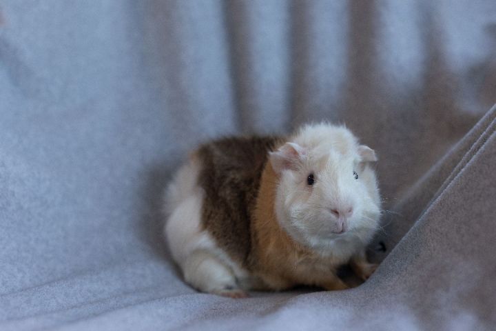 Gumdrop , an adopted Guinea Pig in Saint Paul, MN_image-4