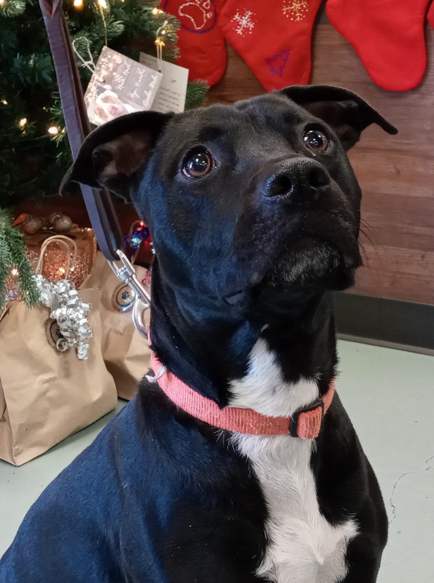 Venus, an adoptable American Staffordshire Terrier in Payson, AZ, 85541 | Photo Image 1