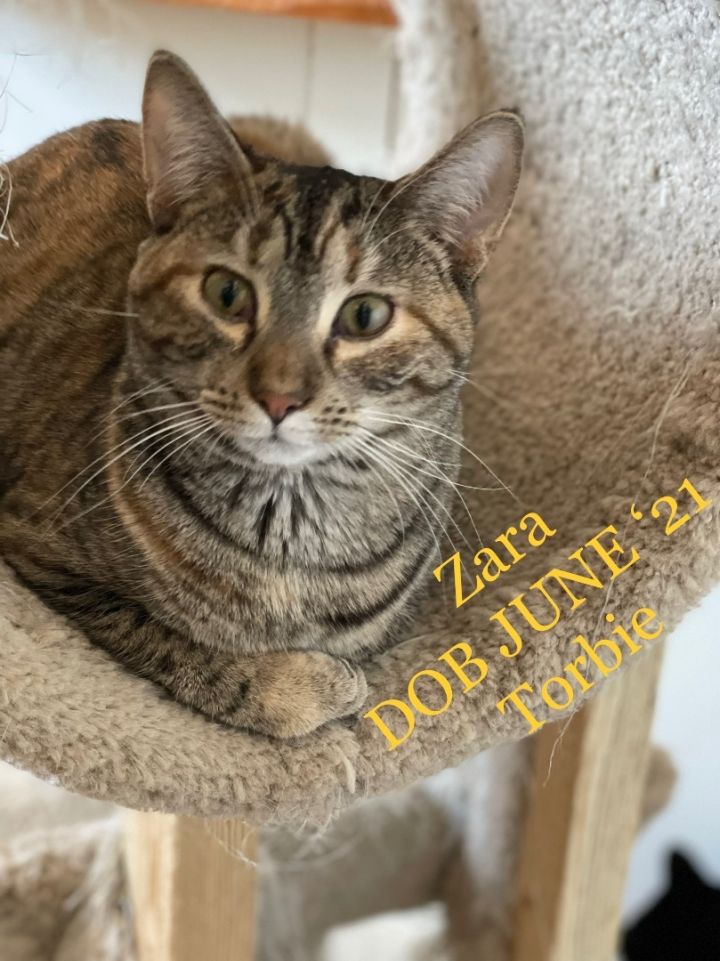 Zara, an adoptable Torbie Mix in Lacon, IL_image-5