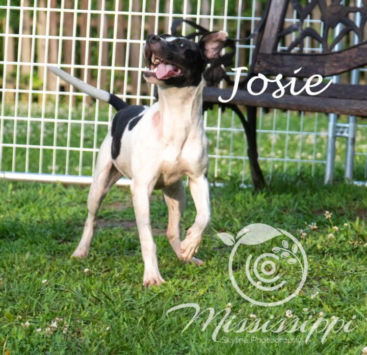 Josie (Izzy), an adoptable Terrier Mix in Murphysboro, IL_image-5