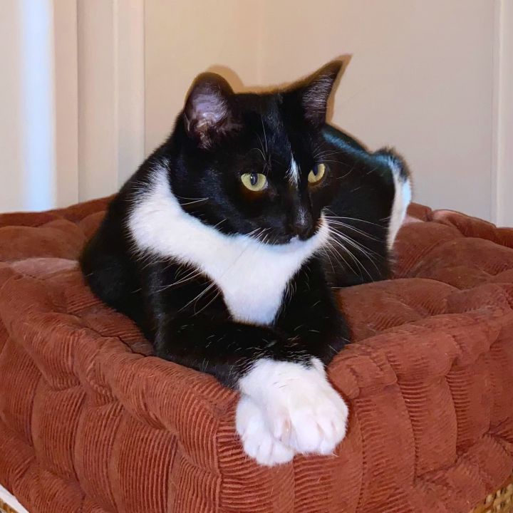 Cecilia, an adopted Domestic Short Hair in Kew Gardens, NY_image-1