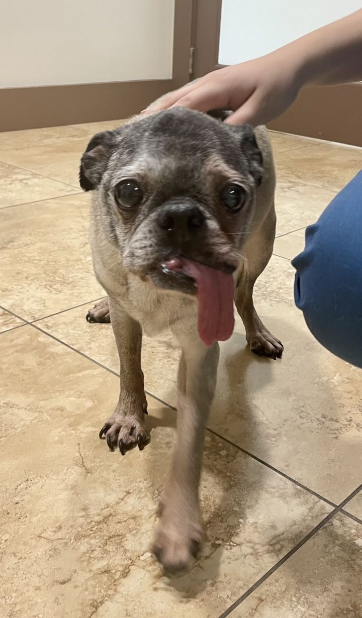 Dayo, an adoptable Pug in Miami, FL_image-1