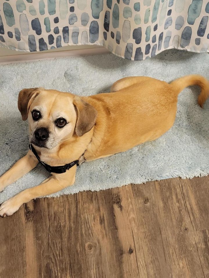 Daisy, an adoptable Puggle in Miami, FL_image-1