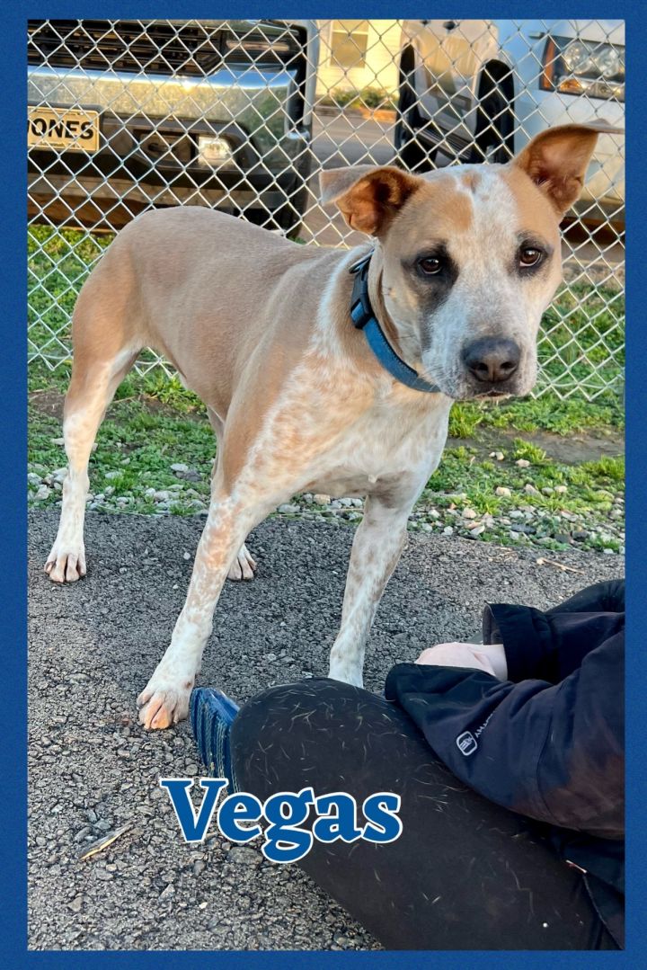 Foster VEGAS!, an adoptable Cattle Dog Mix in Oswego, IL_image-1
