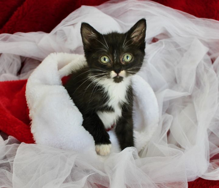 Bowie, an adopted Tuxedo in Saint Augustine, FL_image-6