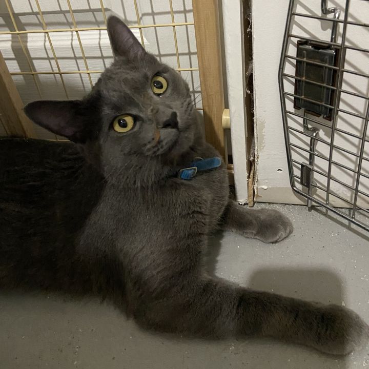 Whopper, an adopted Domestic Short Hair Mix in Minneapolis, MN_image-4