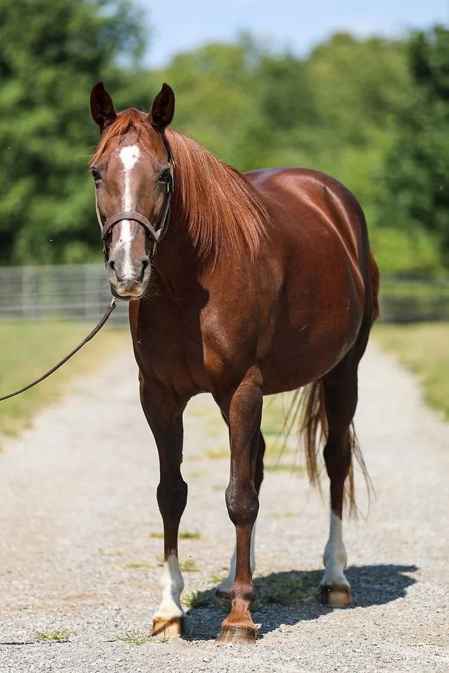 Penny Rivers, an adoptable Tennessee Walker in Nicholasville, KY_image-2