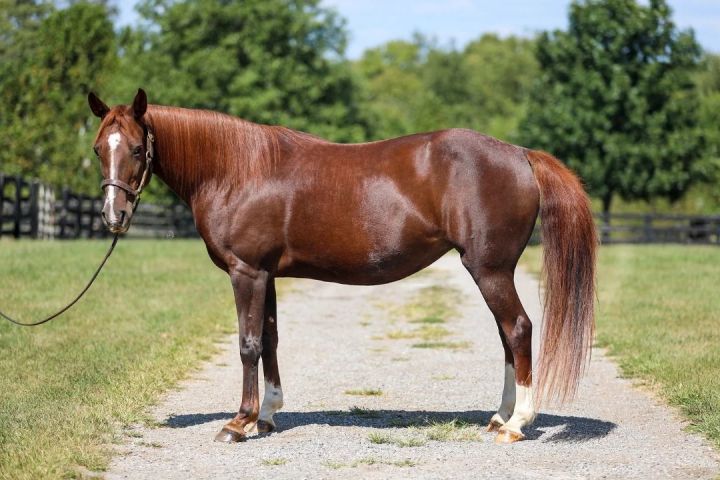 Penny Rivers, an adoptable Tennessee Walker in Nicholasville, KY_image-1