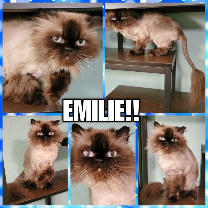 Emilie 6