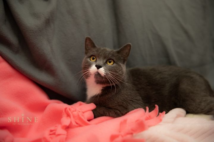 Lavender, an adoptable Domestic Short Hair in Superior, WI_image-1