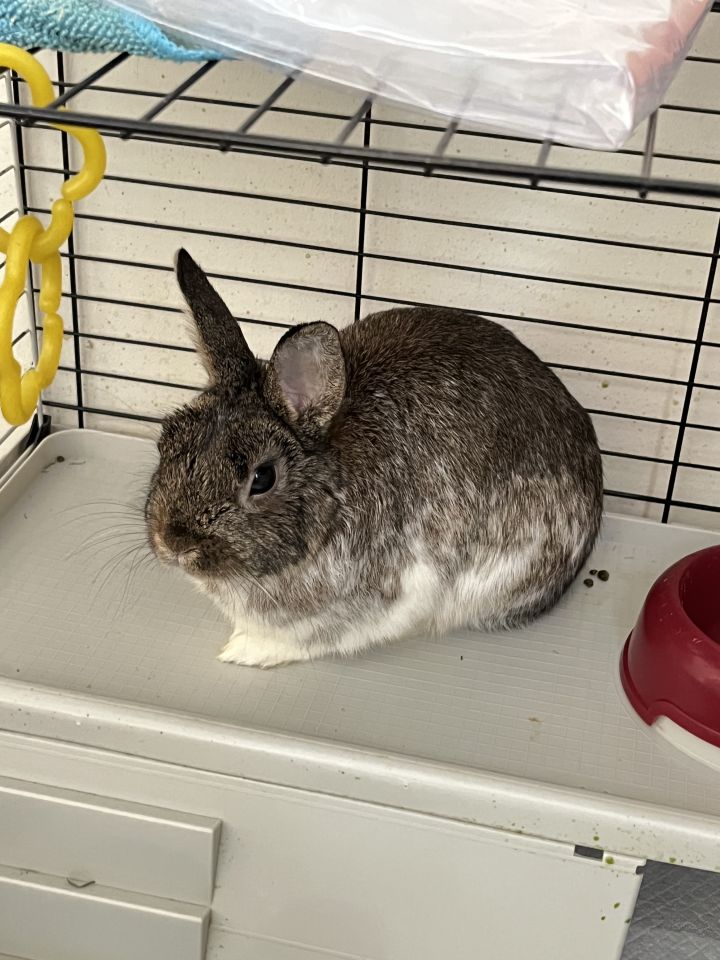 Snickers, an adoptable Netherland Dwarf in New York, NY_image-2