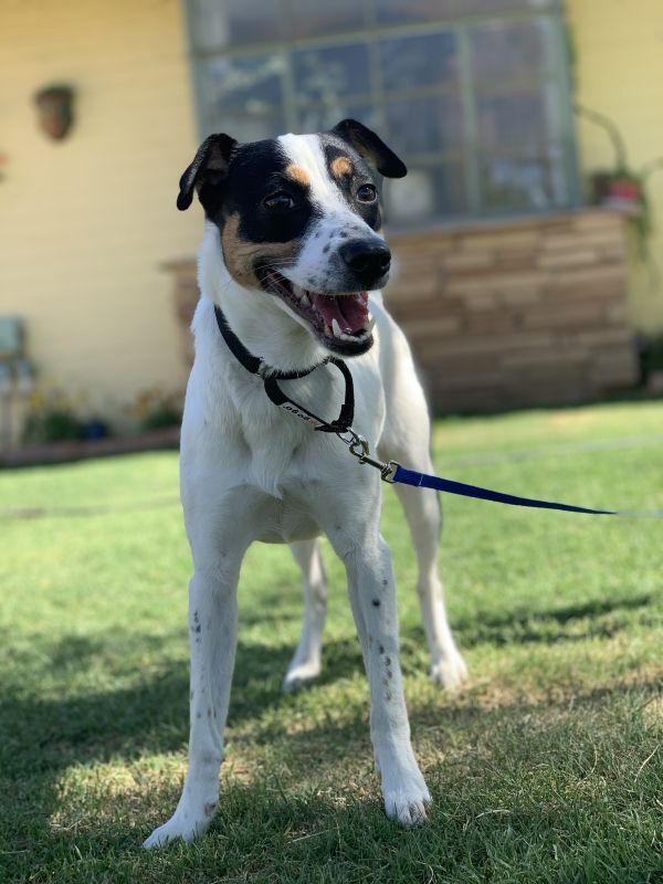 Sage, an adoptable Parson Russell Terrier in Hereford, AZ, 85615 | Photo Image 1