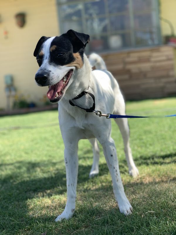 Sage, an adoptable Parson Russell Terrier in Hereford, AZ, 85615 | Photo Image 2