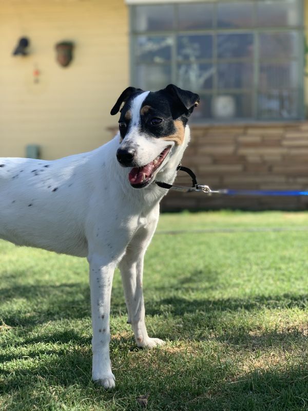 Sage, an adoptable Parson Russell Terrier in Hereford, AZ, 85615 | Photo Image 3