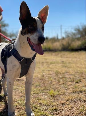 Flanagan, an adoptable Cattle Dog in Hereford, AZ_image-3