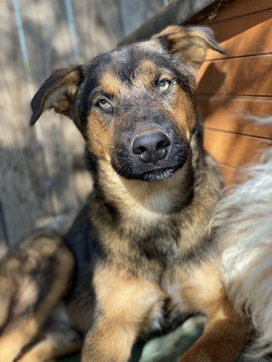 Finn, an adoptable German Shepherd Dog in Hereford, AZ, 85615 | Photo Image 1