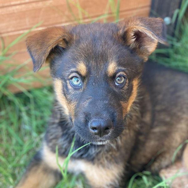 Finn, an adoptable German Shepherd Dog in Hereford, AZ, 85615 | Photo Image 2